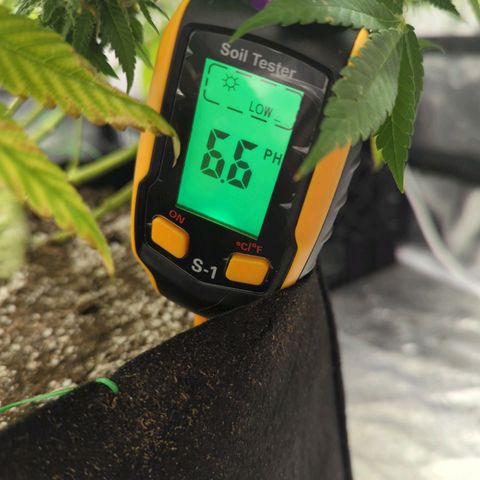 Critical Widow growlog timeline photo