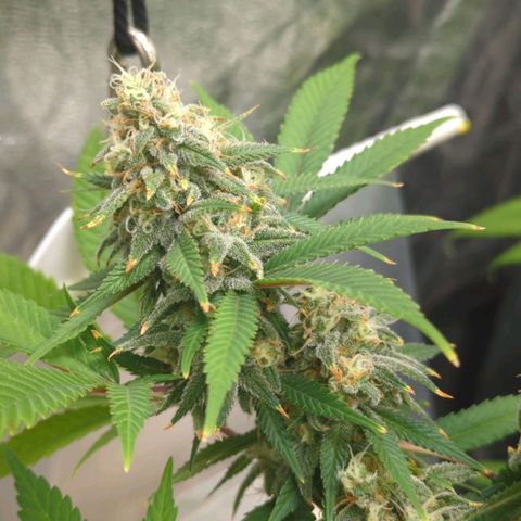 Critical Widow growlog timeline photo