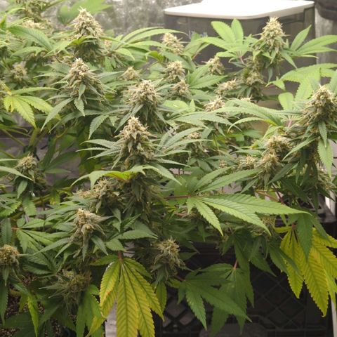Critical Widow growlog timeline photo