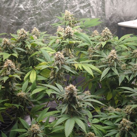 Critical Widow growlog timeline photo