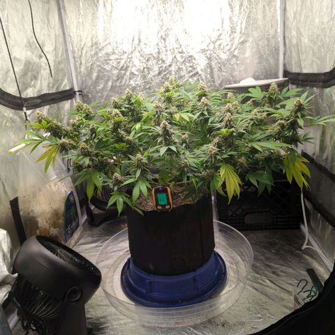 Critical Widow growlog timeline photo