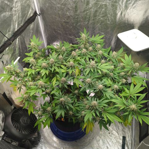 Critical Widow growlog timeline photo