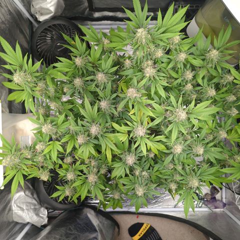 Critical Widow growlog timeline photo