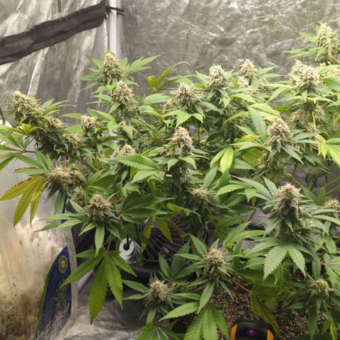 Critical Widow growlog timeline photo