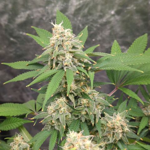 Critical Widow growlog timeline photo