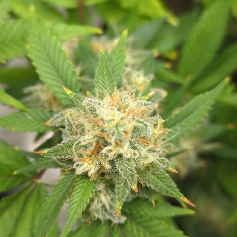 Critical Widow growlog timeline photo