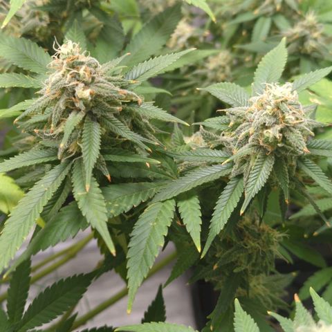 Critical Widow growlog timeline photo
