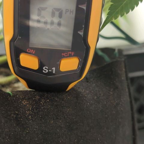 Critical Widow growlog timeline photo