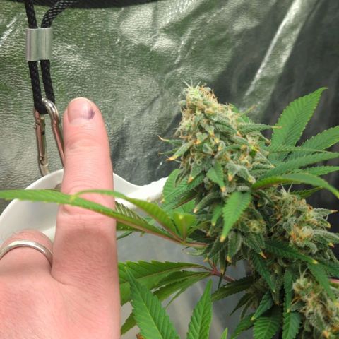 Critical Widow growlog timeline photo
