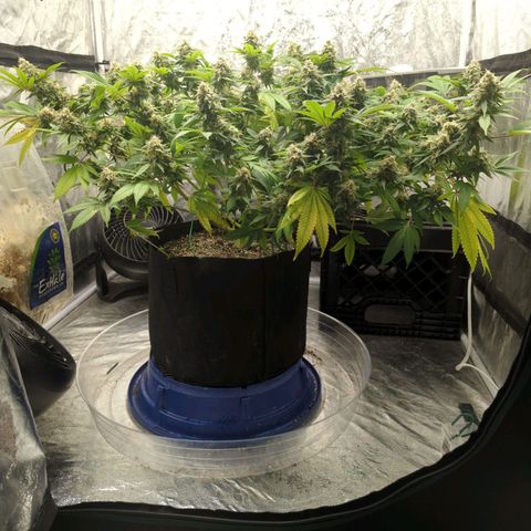 Critical Widow growlog timeline photo