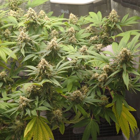 Critical Widow growlog timeline photo