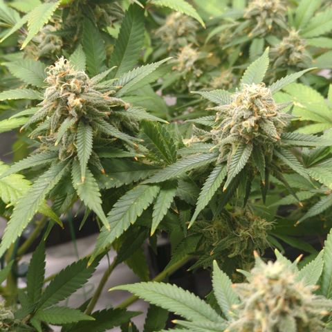 Critical Widow growlog timeline photo