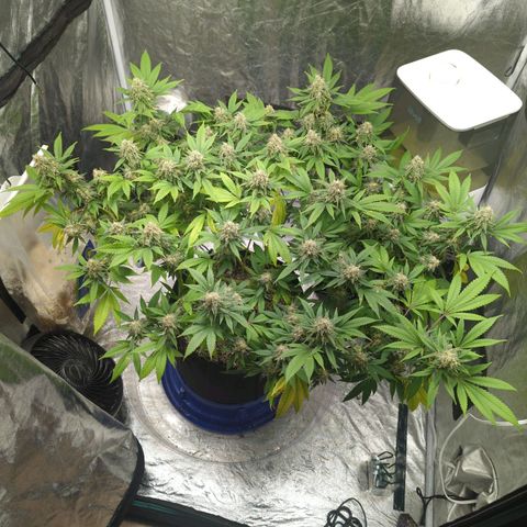 Critical Widow growlog timeline photo