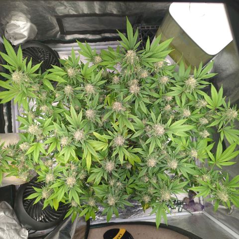 Critical Widow growlog timeline photo