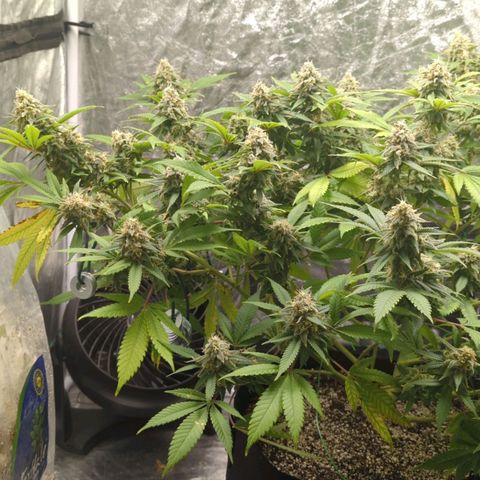 Critical Widow growlog timeline photo