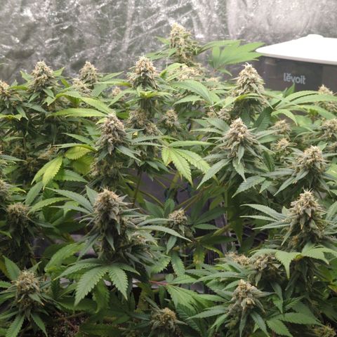 Critical Widow growlog timeline photo