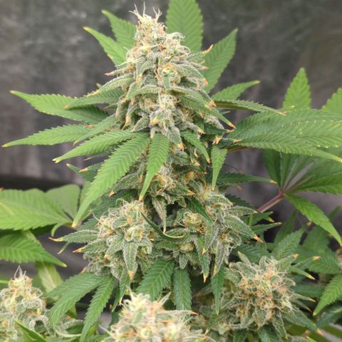 Critical Widow growlog timeline photo