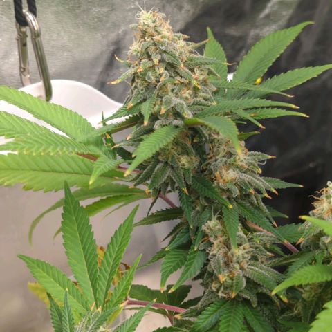Critical Widow growlog timeline photo