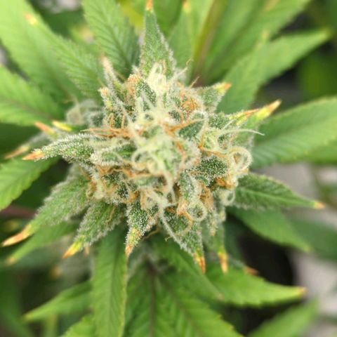 Critical Widow growlog timeline photo
