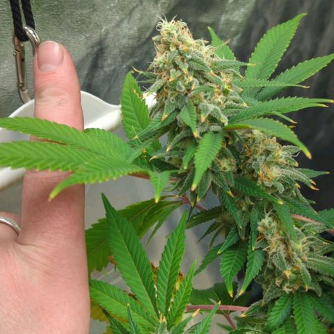 Critical Widow growlog timeline photo