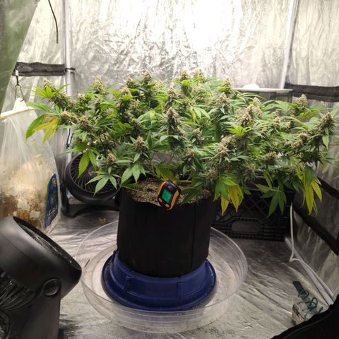 Critical Widow growlog timeline photo