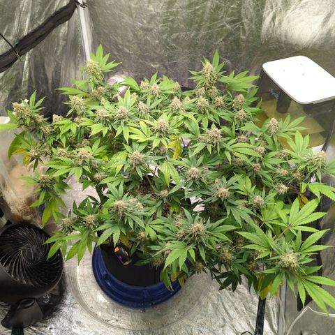 Critical Widow growlog timeline photo