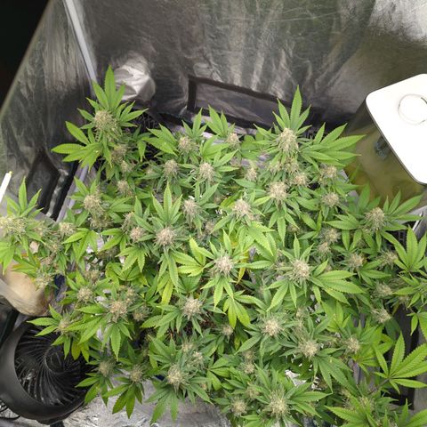 Critical Widow growlog timeline photo