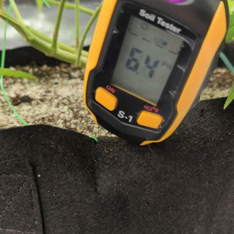 Critical Widow growlog timeline photo