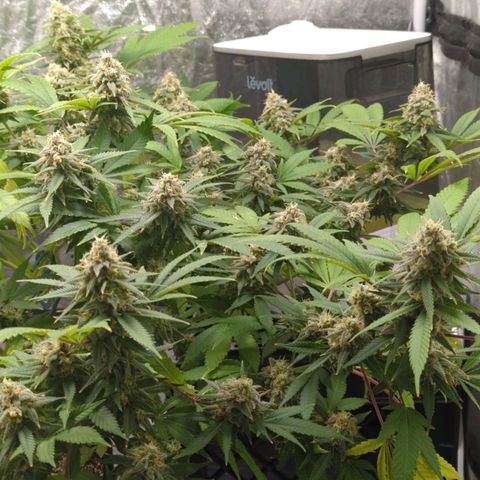 Critical Widow growlog timeline photo