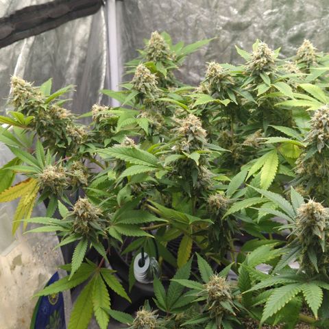 Critical Widow growlog timeline photo