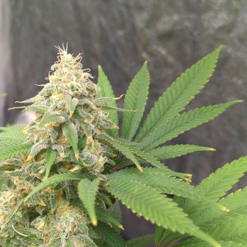 Critical Widow growlog timeline photo