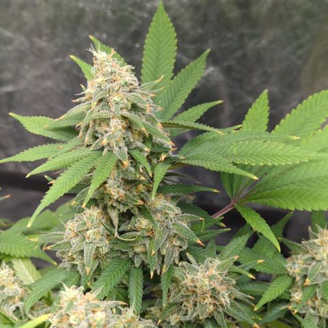 Critical Widow growlog timeline photo