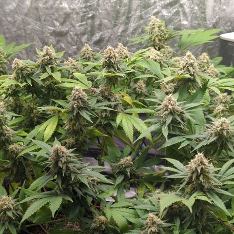 Critical Widow growlog timeline photo