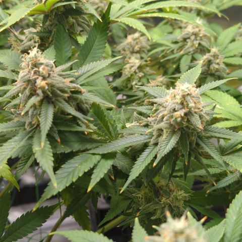 Critical Widow growlog timeline photo