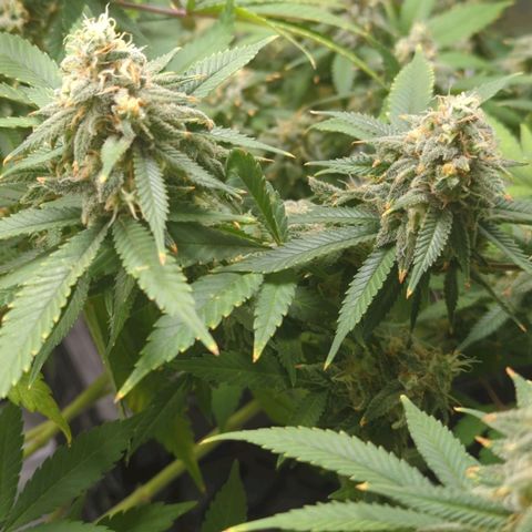 Critical Widow growlog timeline photo