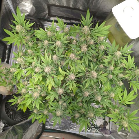 Critical Widow growlog timeline photo