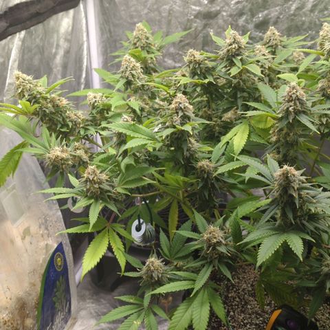 Critical Widow growlog timeline photo