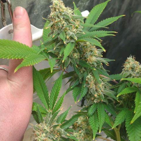 Critical Widow growlog timeline photo