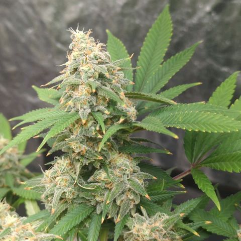 Critical Widow growlog timeline photo