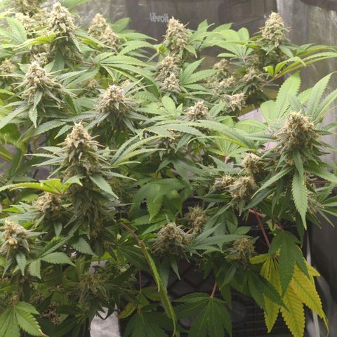 Critical Widow growlog timeline photo