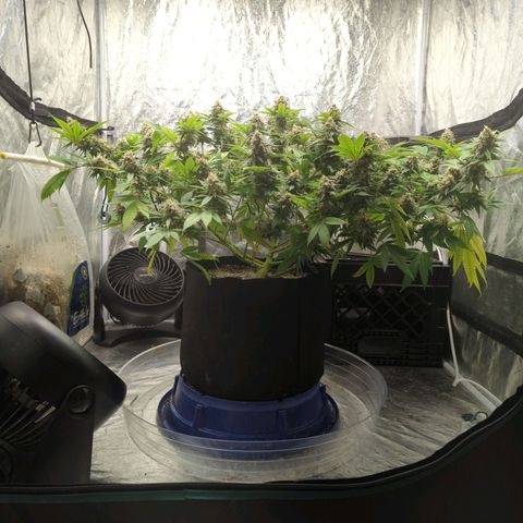 Critical Widow growlog timeline photo
