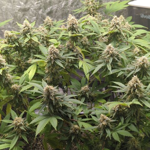 Critical Widow growlog timeline photo