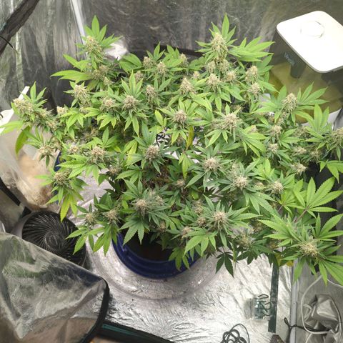Critical Widow growlog timeline photo