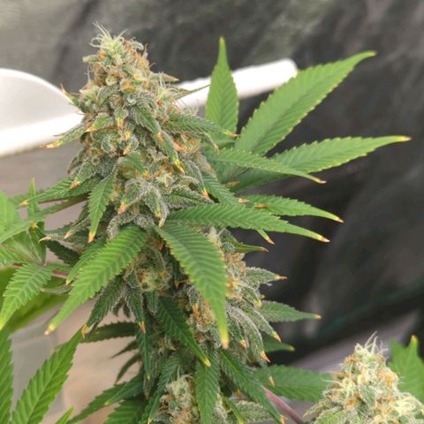 Critical Widow growlog timeline photo