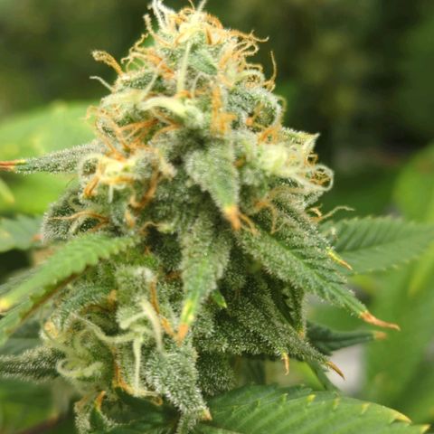 Critical Widow growlog timeline photo
