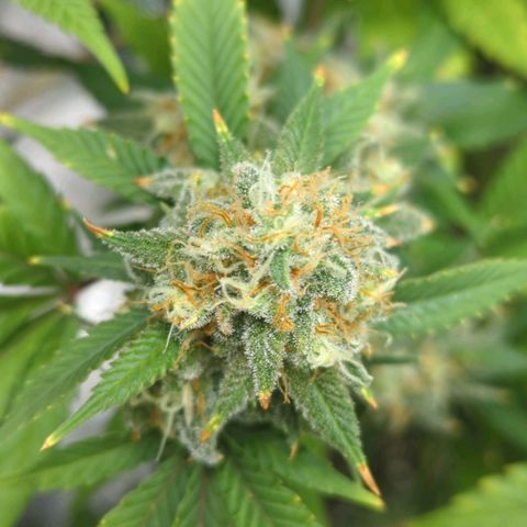 Critical Widow growlog timeline photo