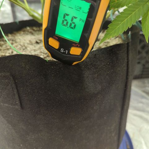 Critical Widow growlog timeline photo