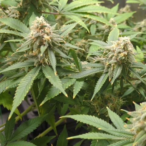 Critical Widow growlog timeline photo