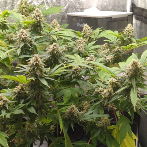 Critical Widow growlog timeline photo