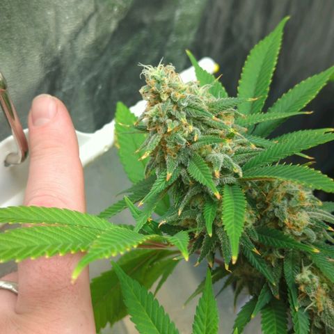 Critical Widow growlog timeline photo